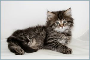 Female Siberian Kitten from Deedlebug Siberians